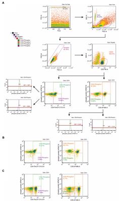 Beep Test Does Not Induce Phosphorylation of Ras/MAPK- or JAK/STAT-Related Proteins in Peripheral Blood T Lymphocytes